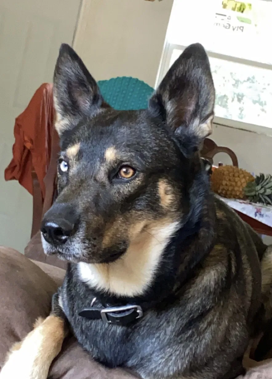 Lost dog in Austin, TX, 78744
