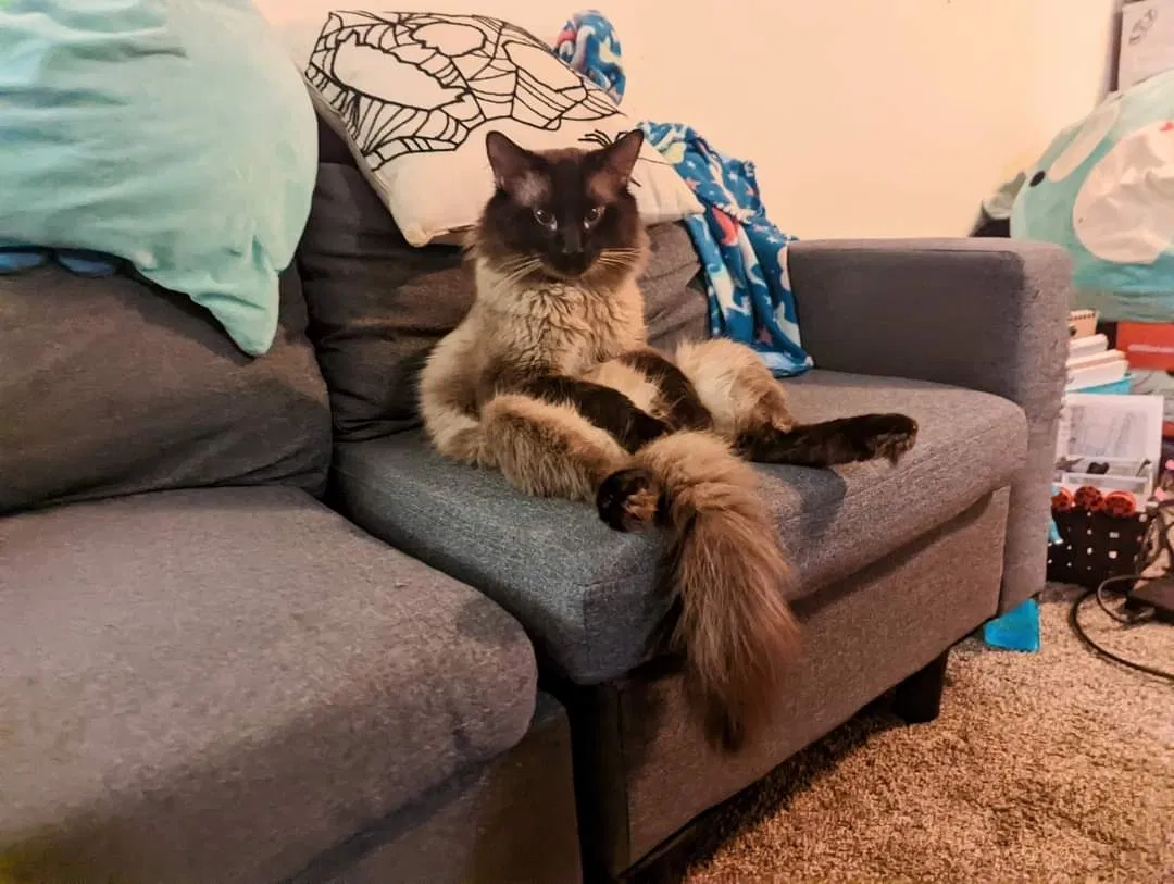 Lost cat in Marion, OH, 43302