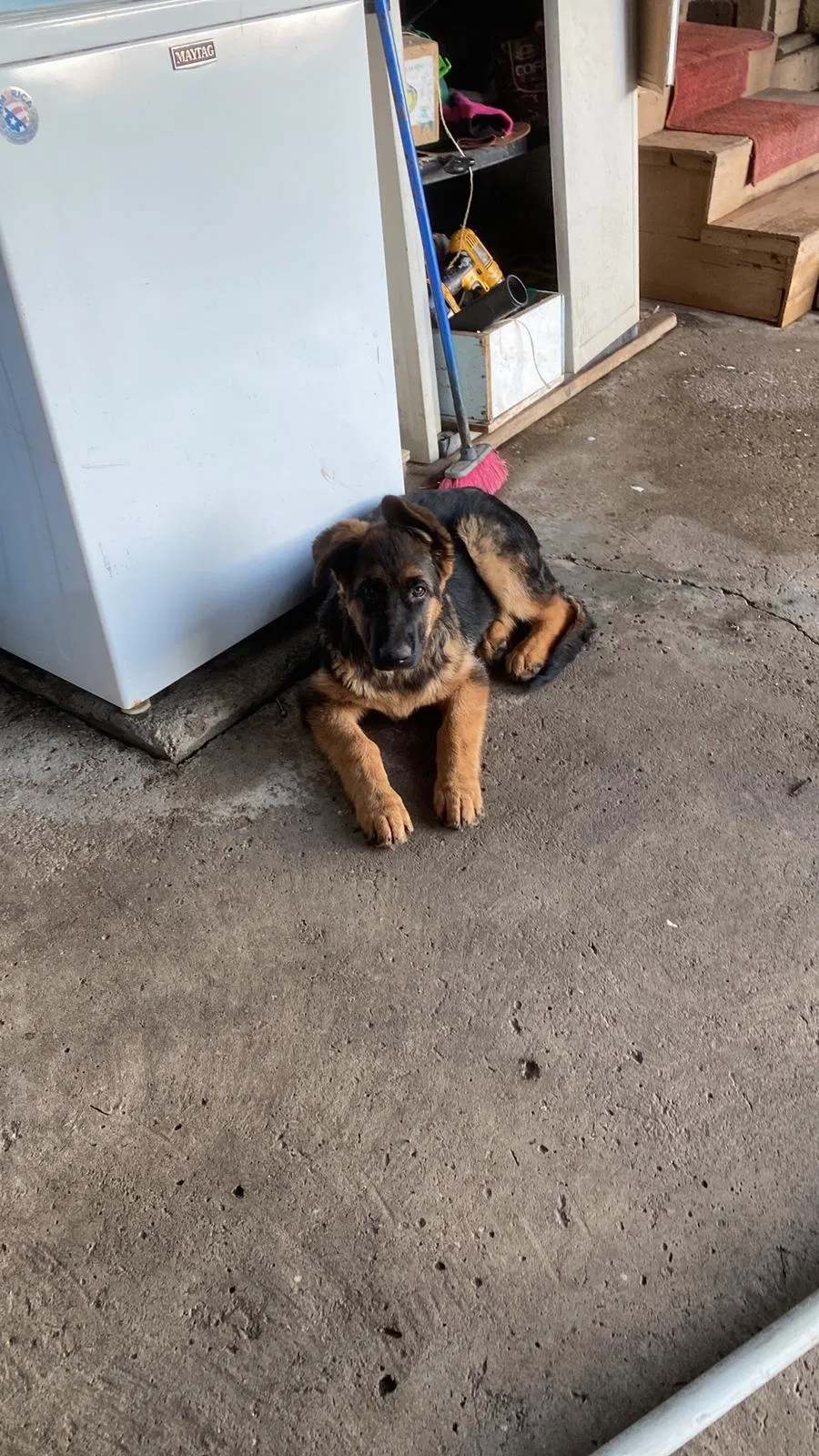 Lost dog in Ventura, CA, 93001