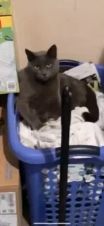 Lost cat in South El Monte, CA, 91733