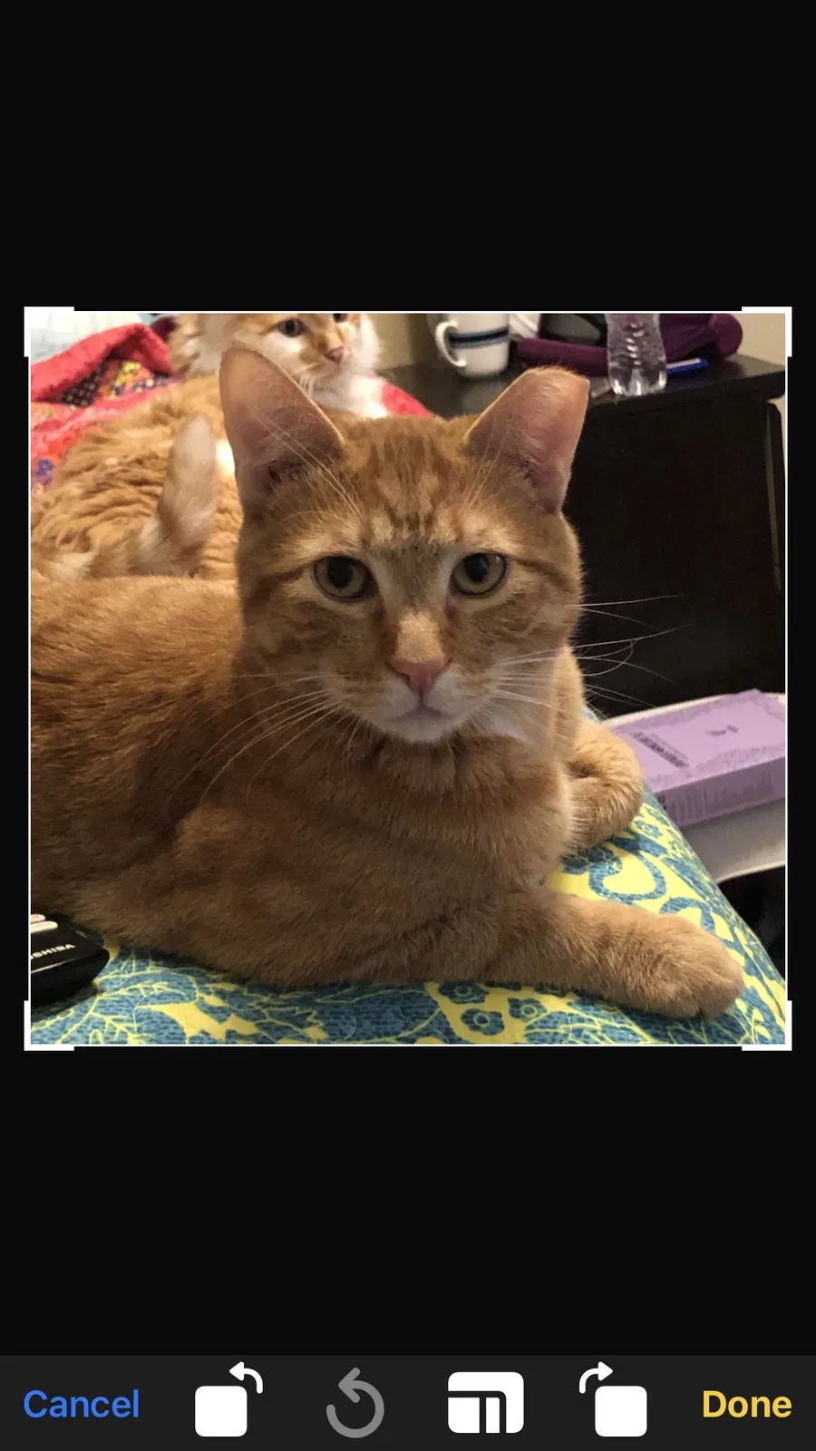 Lost cat in Albuquerque, NM, 87123