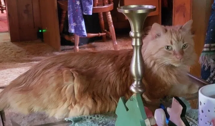 Lost cat in Marlborough, MA, 1752