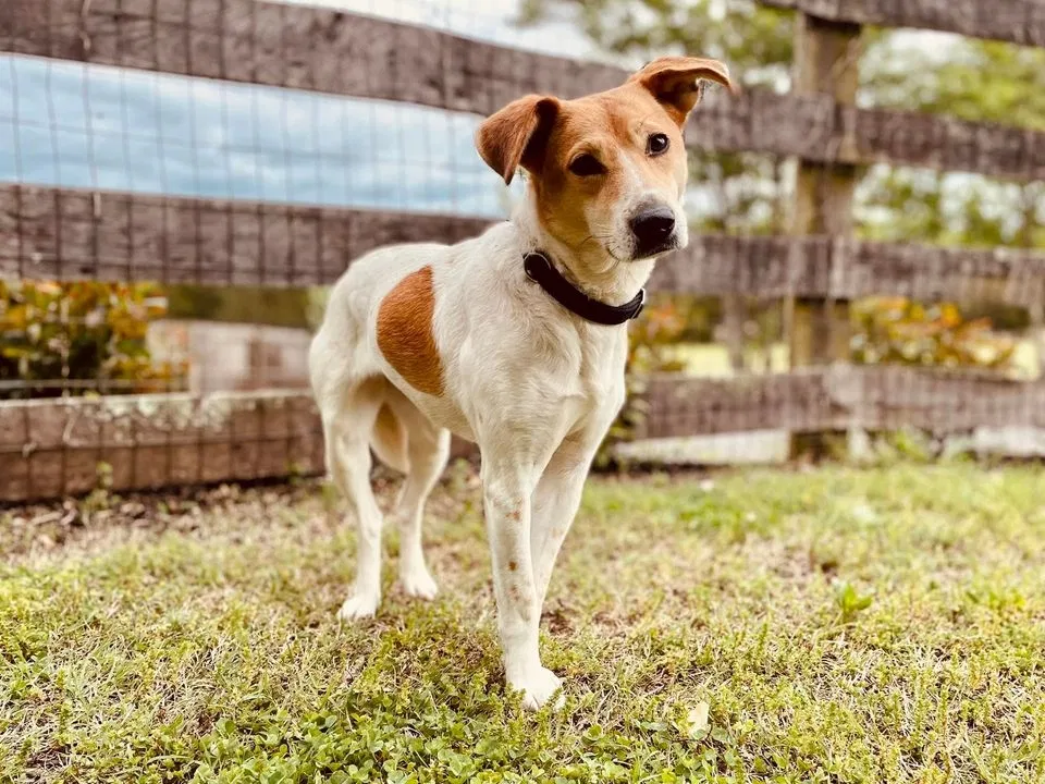 Lost dog in Alexandria, VA, 22314