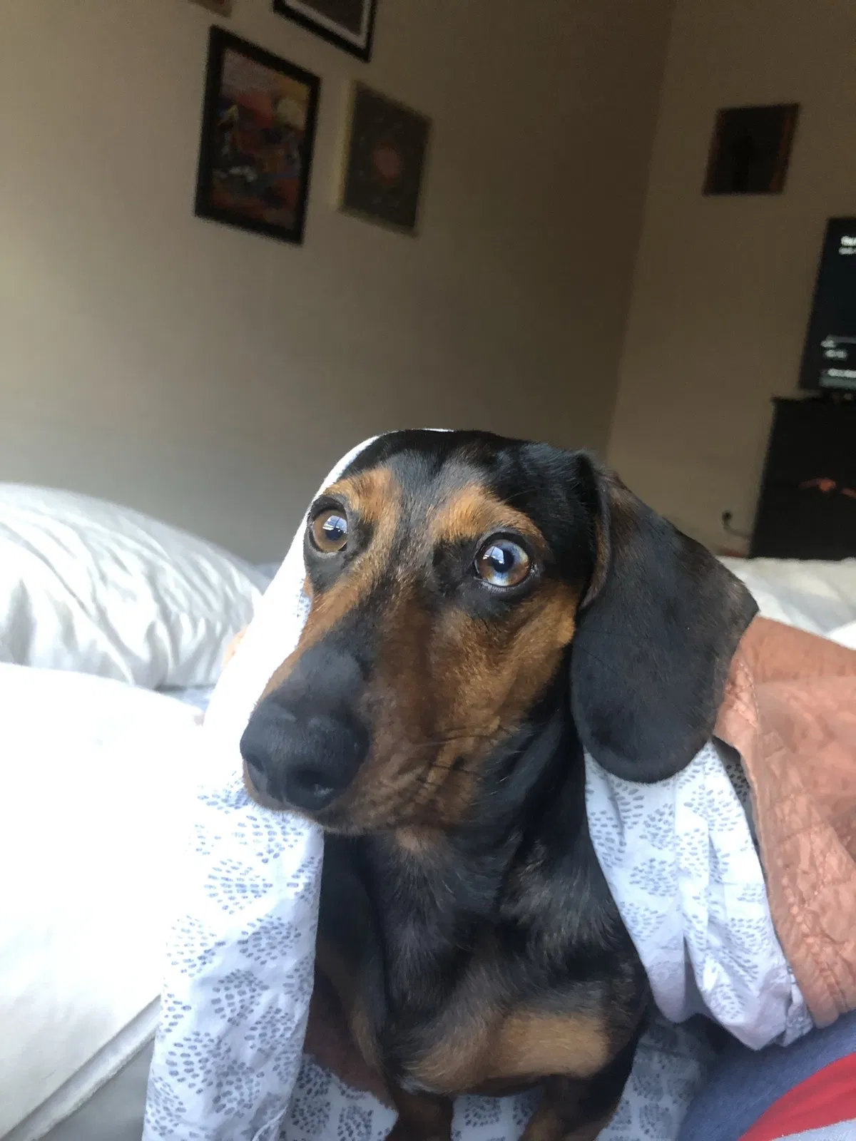 Lost dog in Tucson, AZ, 85712
