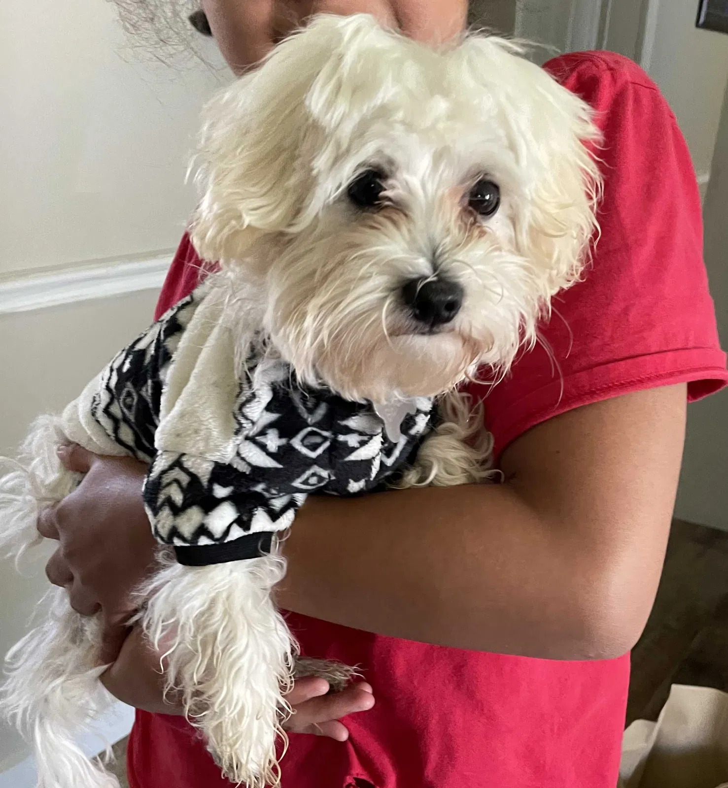 Lost dog in Salem, OR, 97305