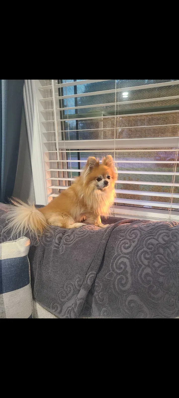 Lost dog in Corpus Christi, TX, 78411