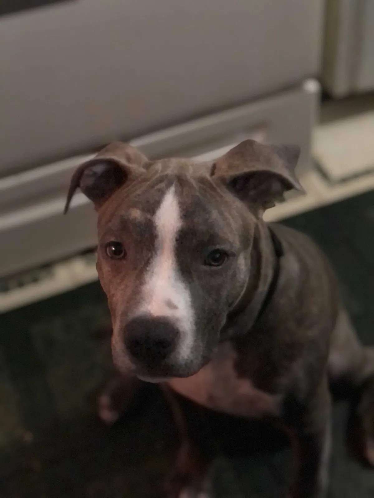 Lost dog in Detroit, MI, 48219
