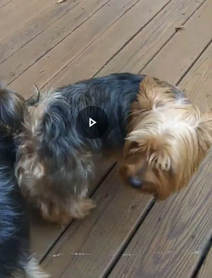 Lost dog in Denton, TX, 76210