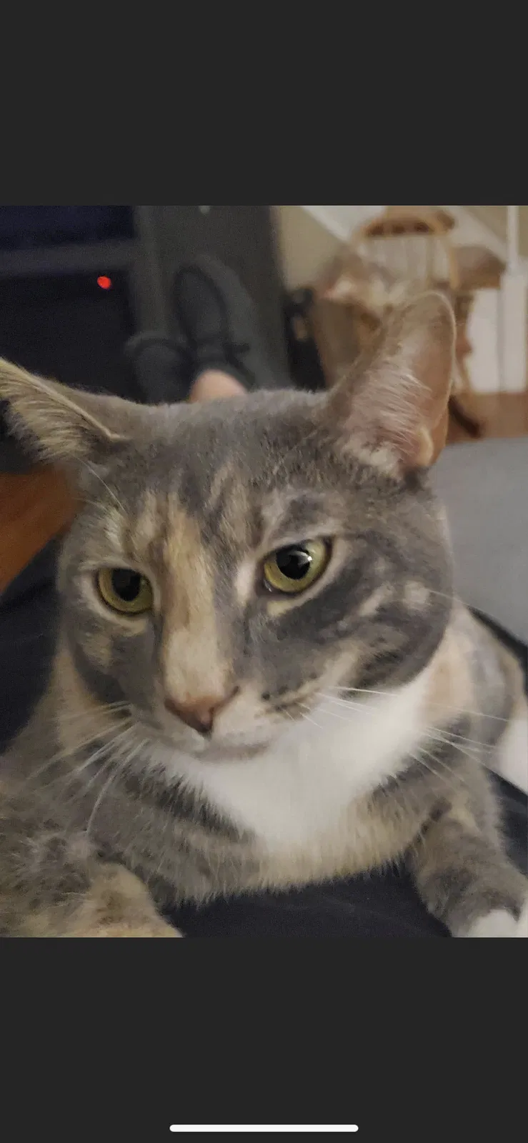 Lost cat in Glenolden, PA, 19036