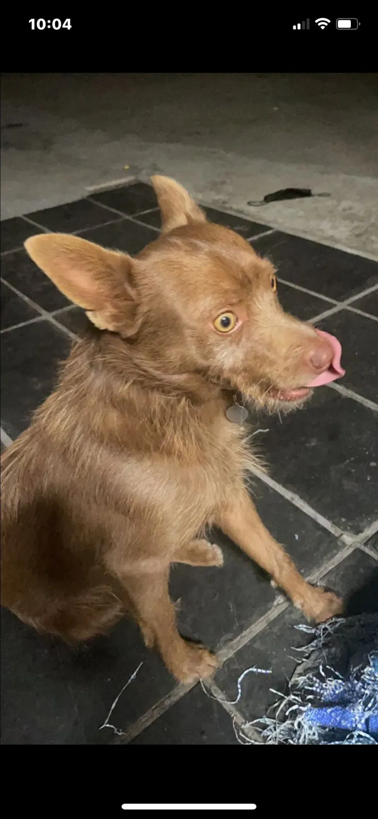 Lost dog in Los Angeles, CA, 90043