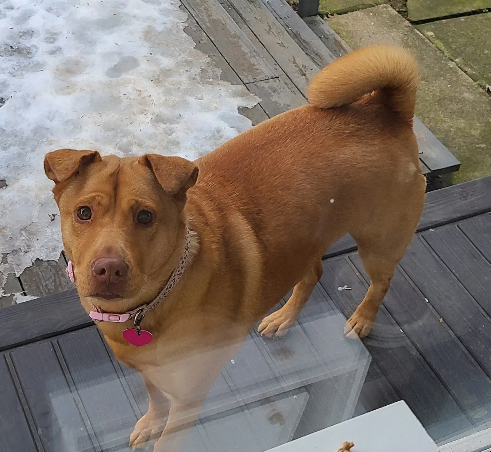 Lost dog in Seminole, FL, 33777