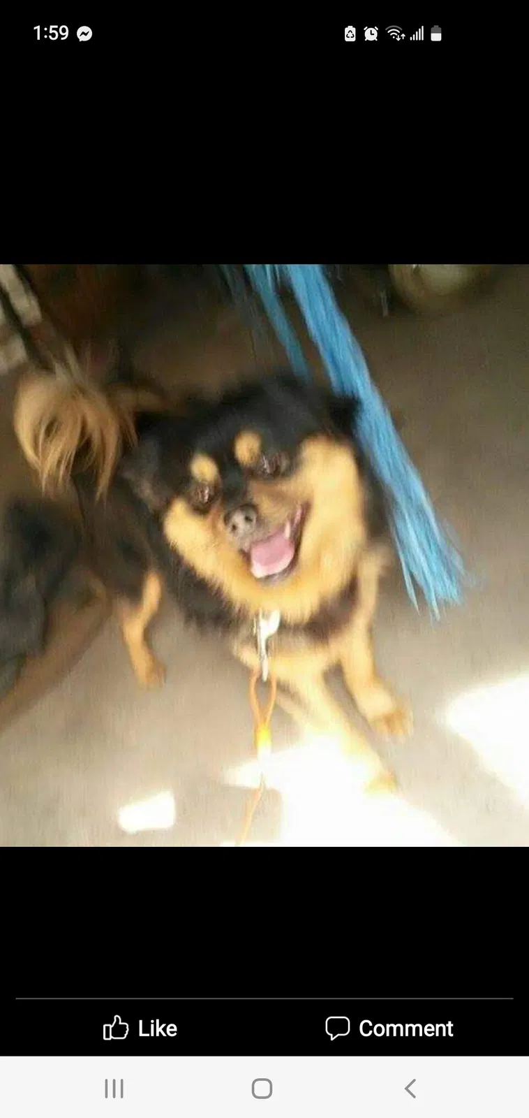 Lost dog in Augusta, GA, 30906
