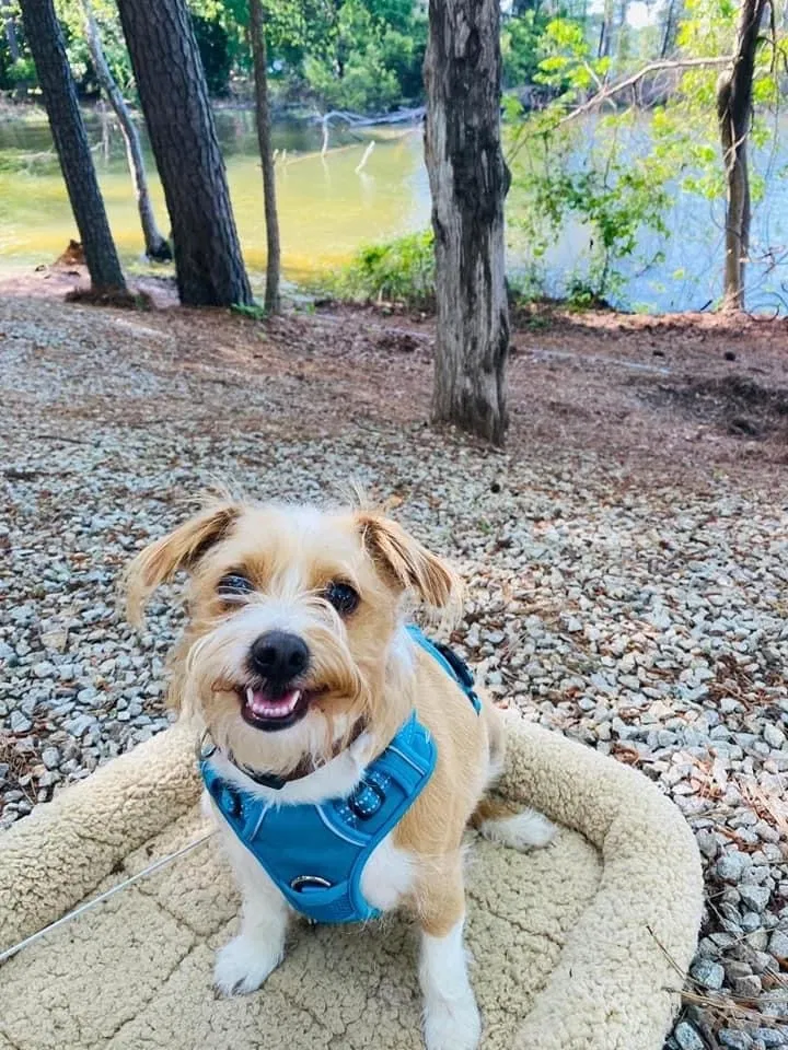 Lost dog in Chapin, SC, 29036