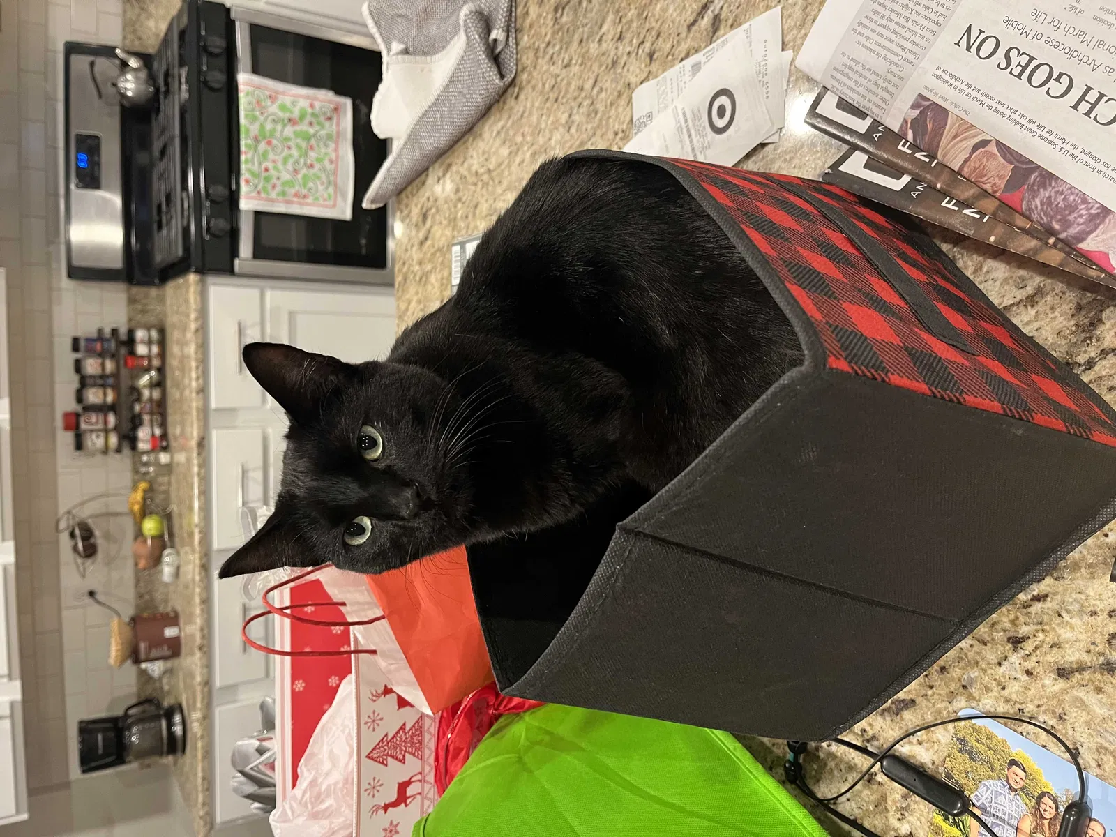 Lost cat in Daphne, AL, 36526