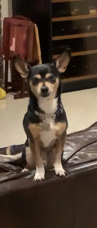 Lost dog in Sierra Madre, CA, 91024