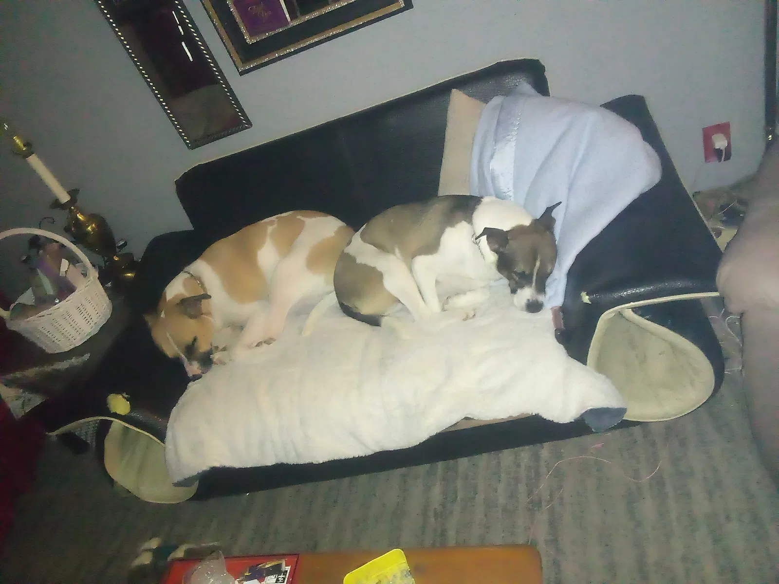 Lost dog in Lafayette, IN, 47909