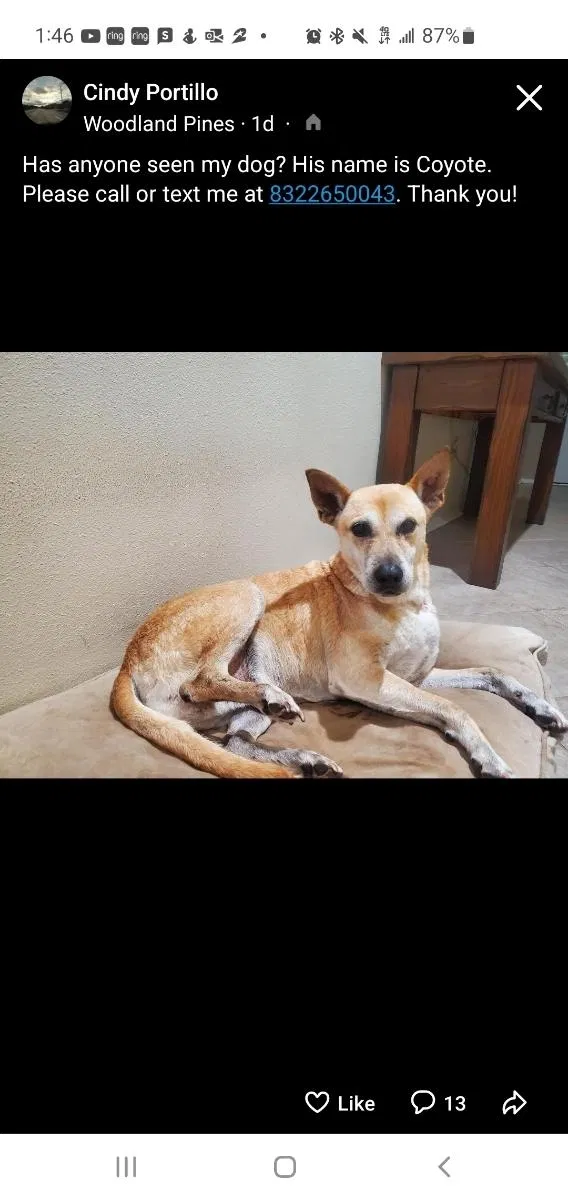 Lost dog in Humble, TX, 77396