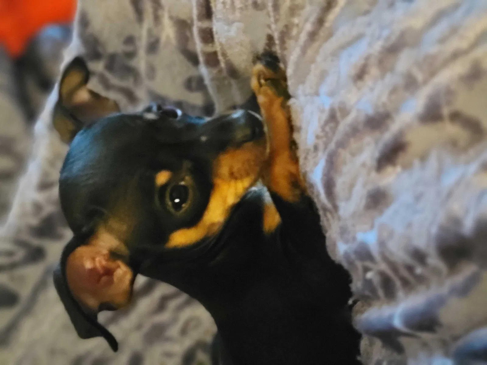 Lost dog in Austin, TX, 78748