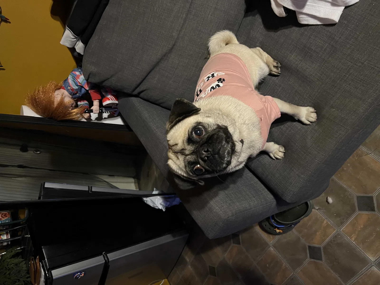 Lost dog in Garden Grove, CA, 92843