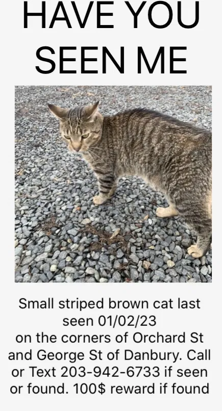 Lost cat in Danbury, CT, 6810
