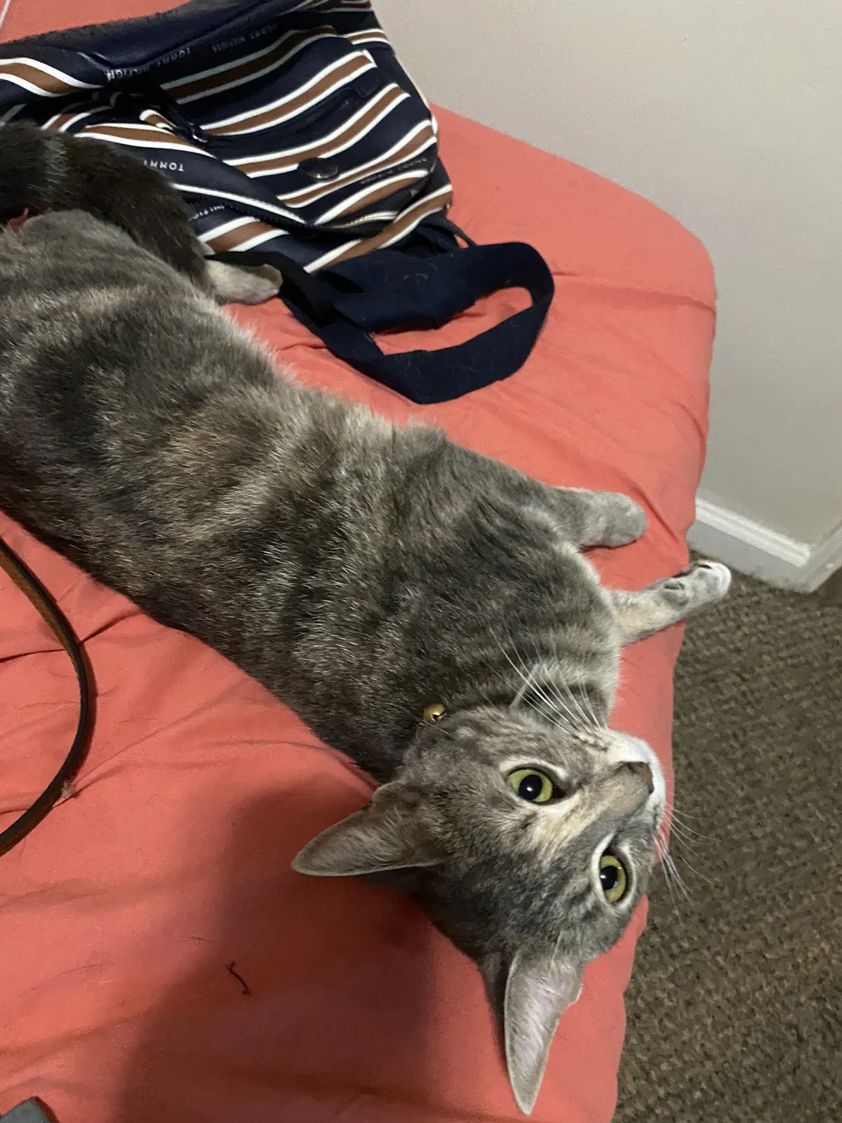 Lost cat in Riverside, MO, 64150