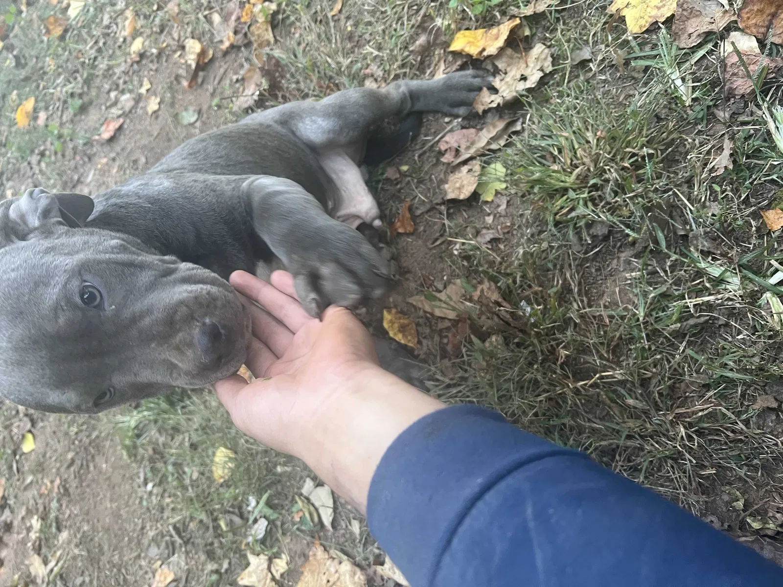 Lost dog in Acworth, GA, 30101