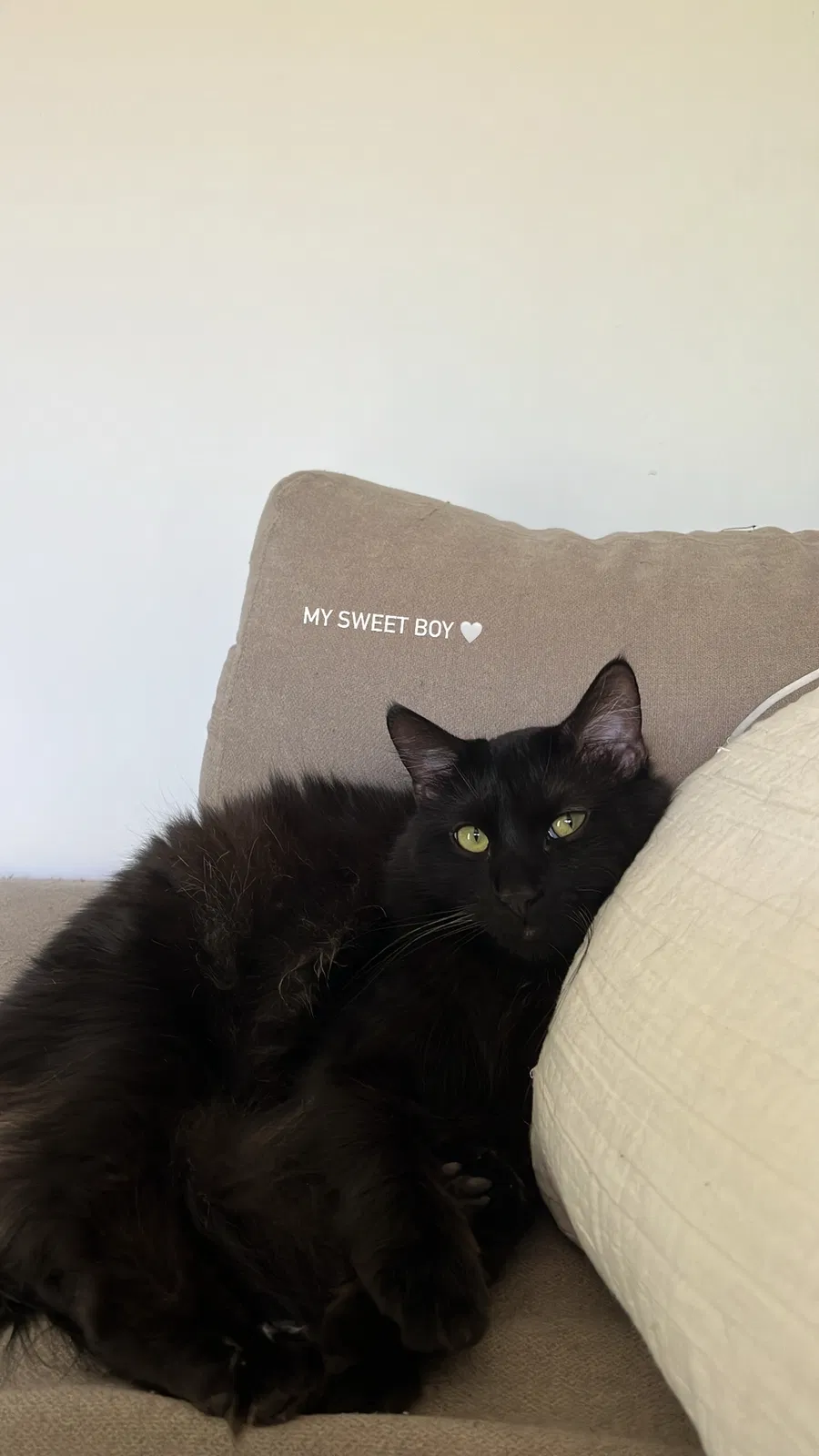Lost cat in Bradenton, FL, 34210