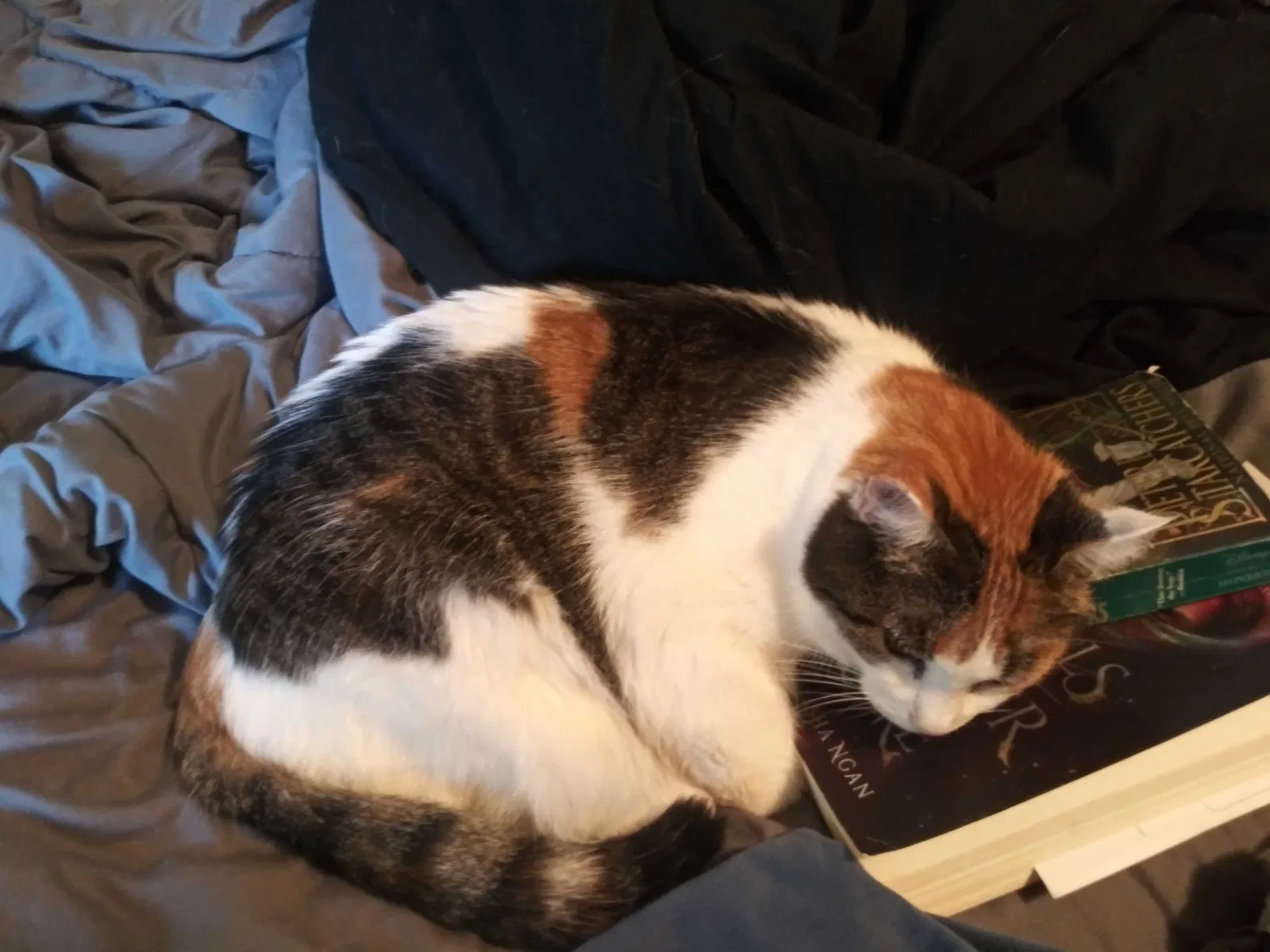 Lost cat in Independence, MO, 64055