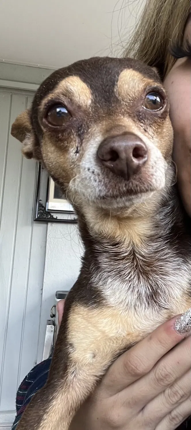 Lost dog in West Palm Beach, FL, 33415
