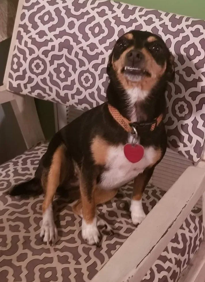 Lost dog in Jasper, AL, 35501