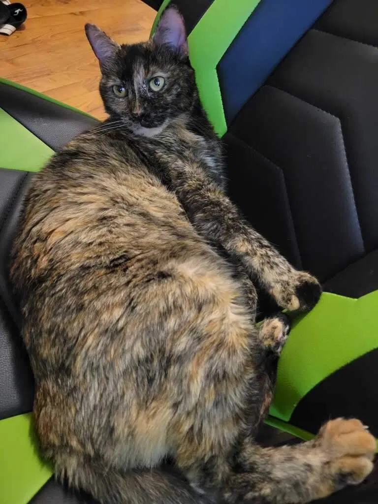 Lost cat in Palm Bay, FL, 32907