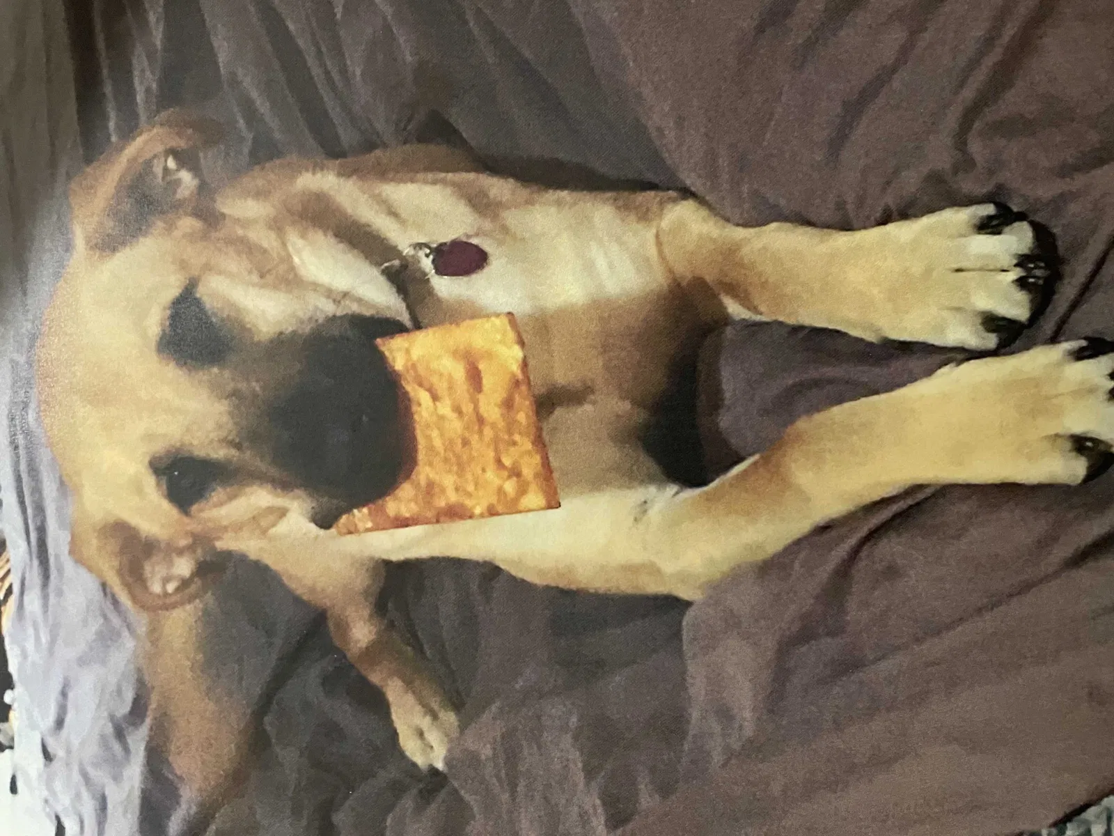 Lost dog in Spokane, MO, 65754