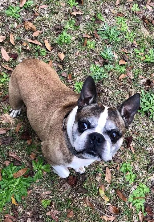 Lost dog in Tallahassee, FL, 32310