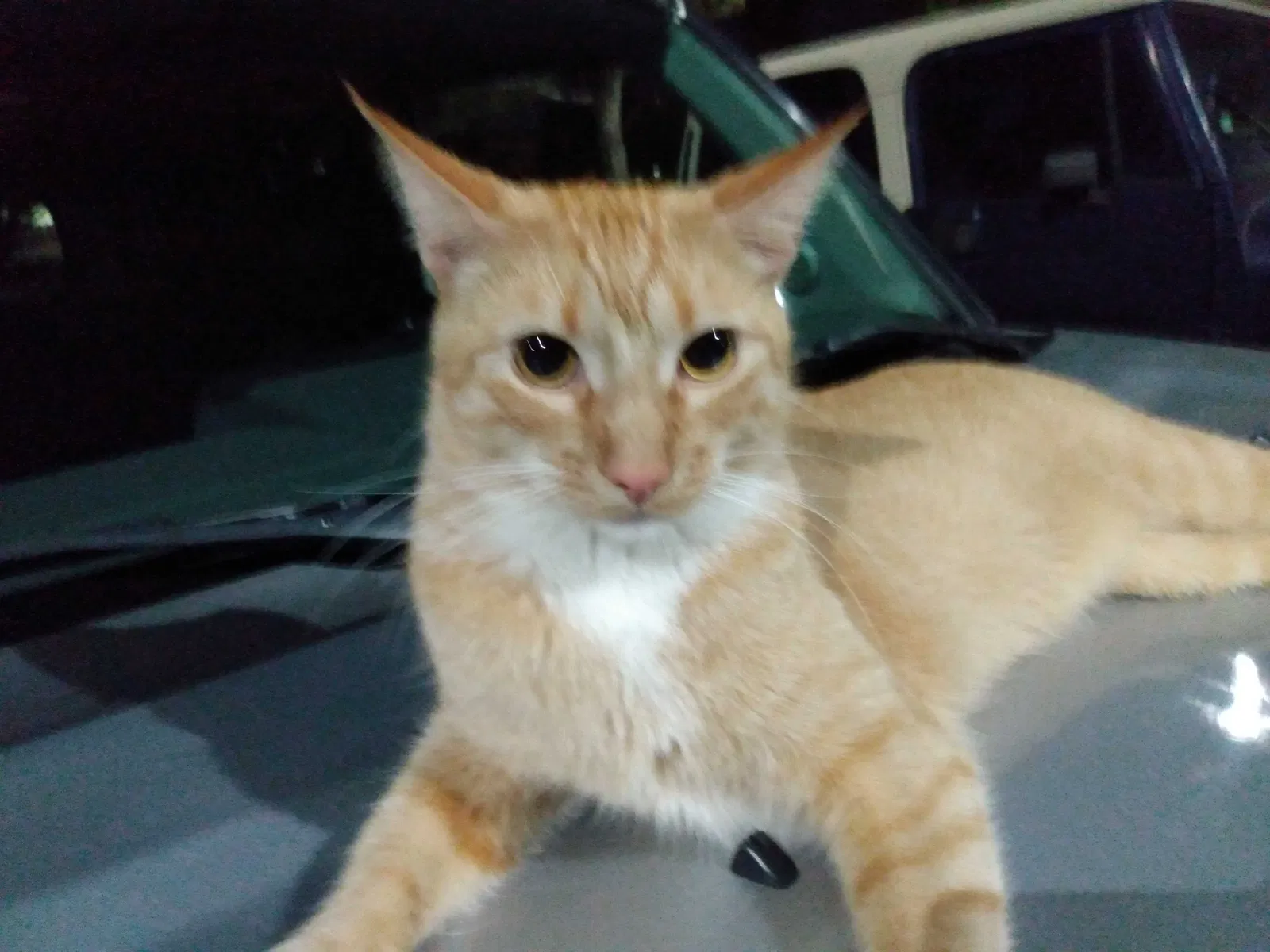 Lost cat in La Palma, CA, 90623