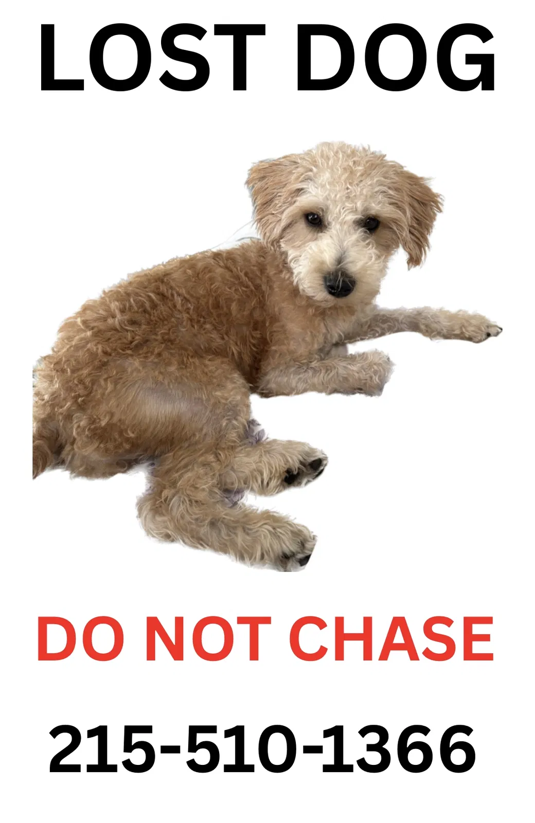 Lost dog in Fairfax Station, VA, 22039