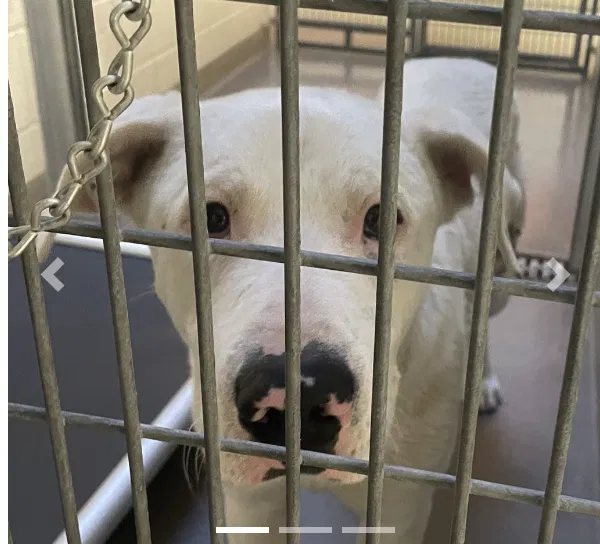 Lost dog in Salt Lake City, UT, 84104