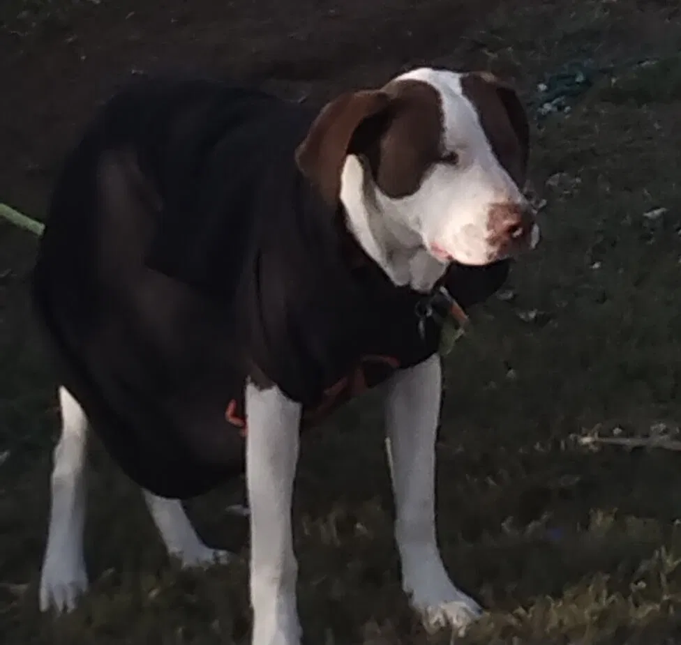 Lost dog in Salt Lake City, UT, 84104
