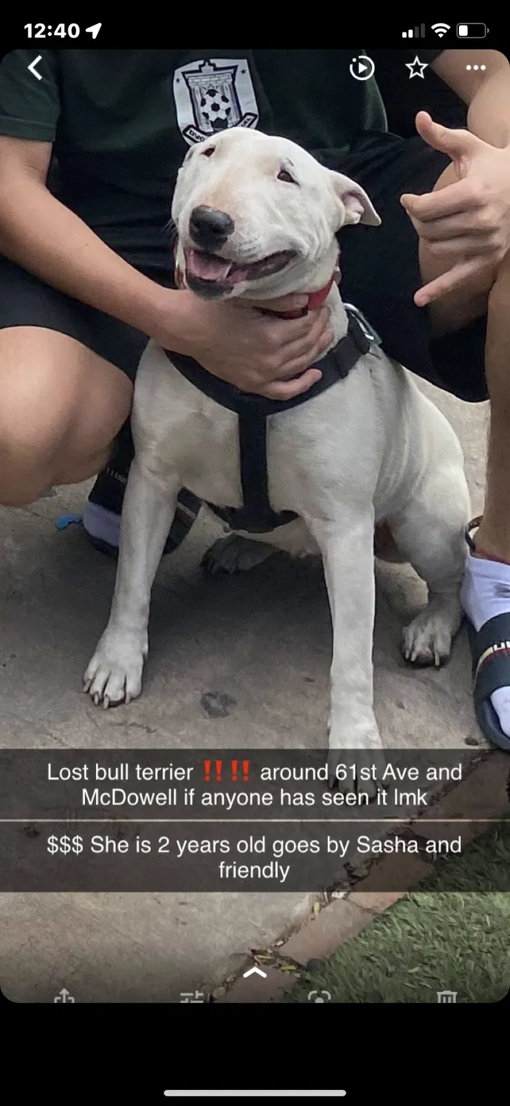 Lost dog in Phoenix, AZ, 85035