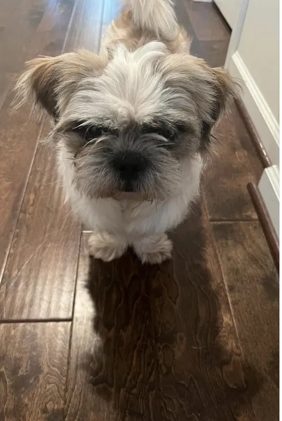 Lost dog in Columbia, SC, 29223