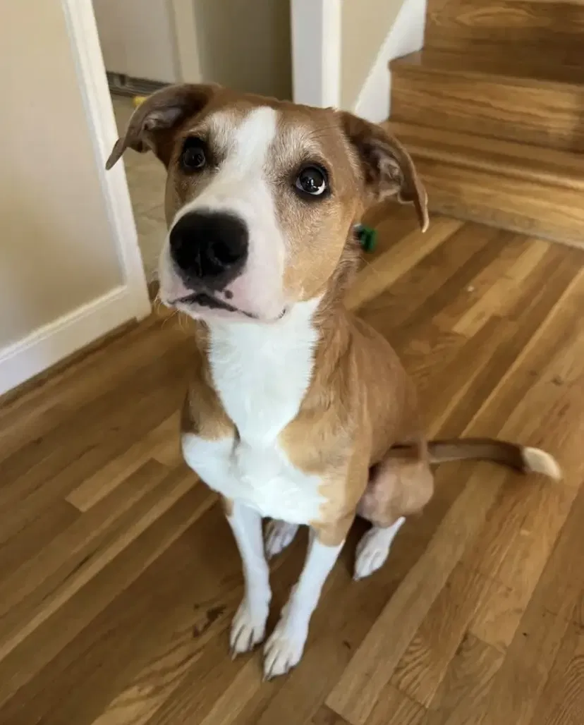 Lost dog in Richmond, VA, 23235