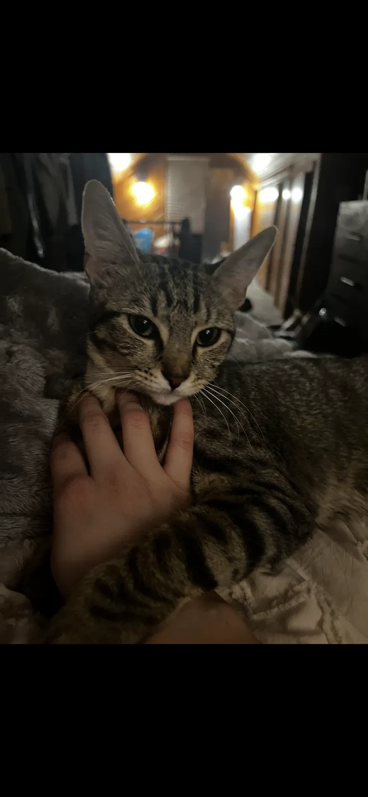 Lost cat in Rochester, NY, 14616