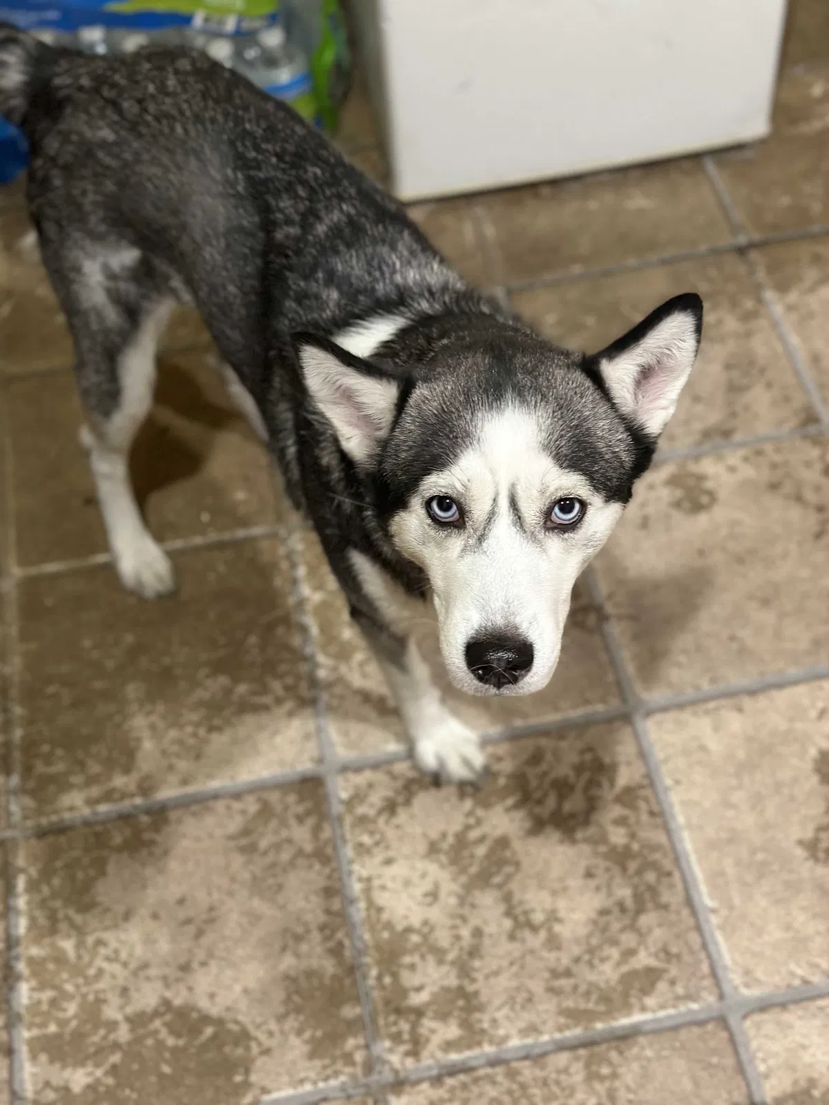 Lost dog in New Orleans, LA, 70113