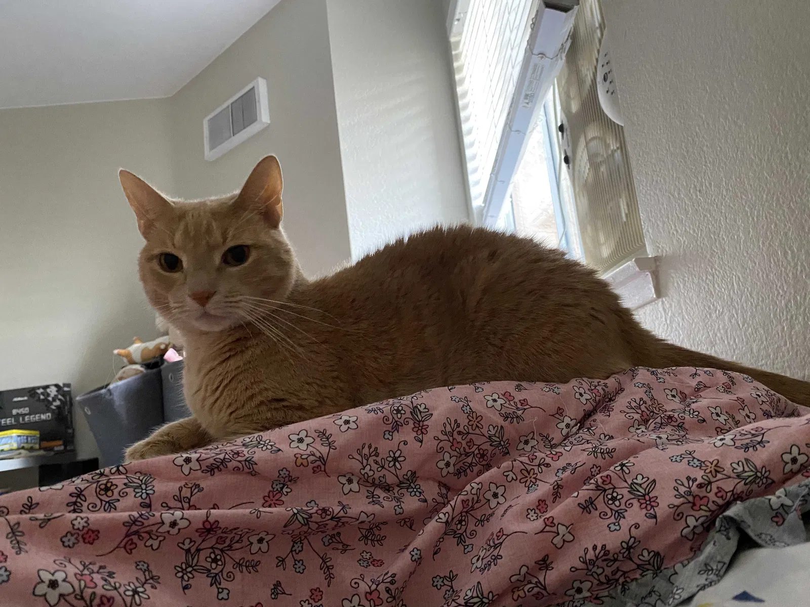 Lost cat in Centreville, VA, 20121