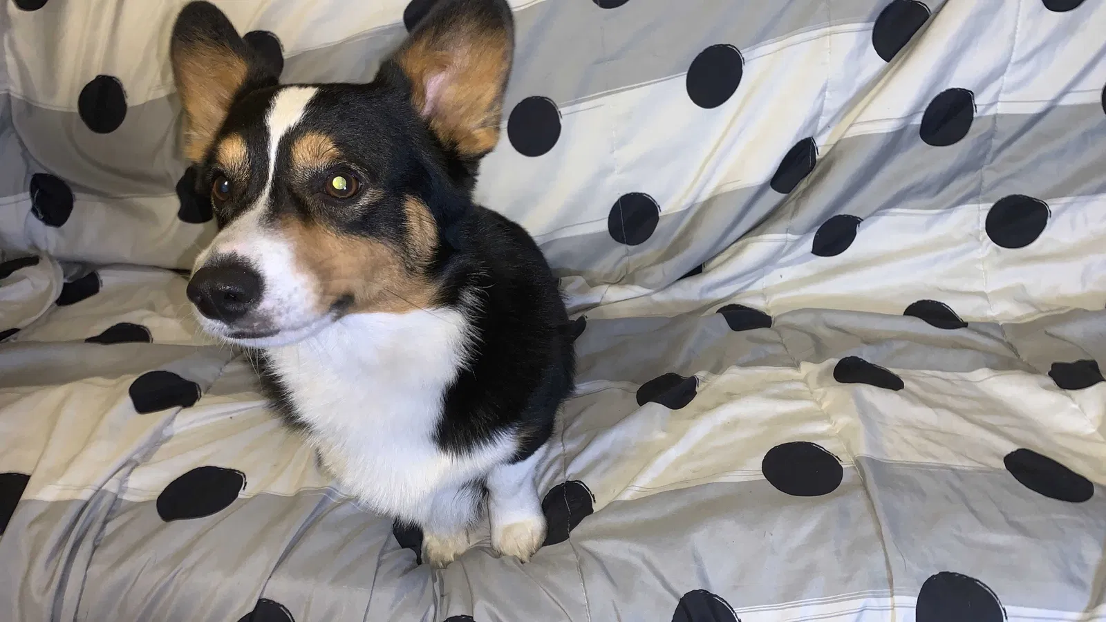 Lost dog in Bay Minette, AL, 36507