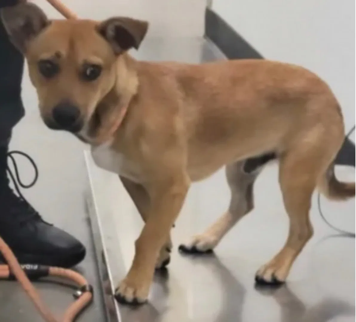 Lost dog in Covington, GA, 30014
