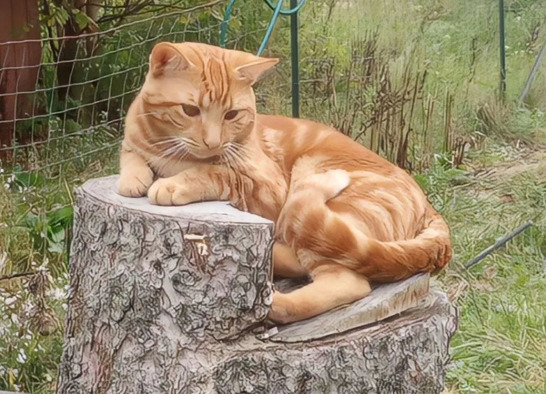 Lost cat in Lansing, MI, 48911