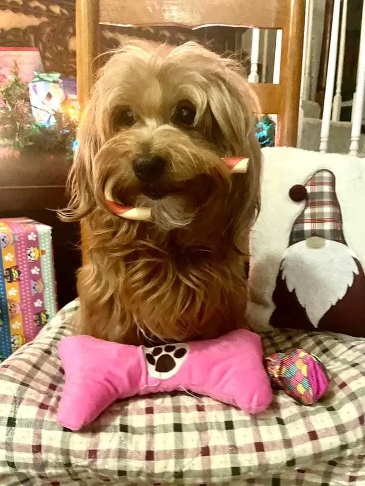 Lost dog in Trussville, AL, 35173