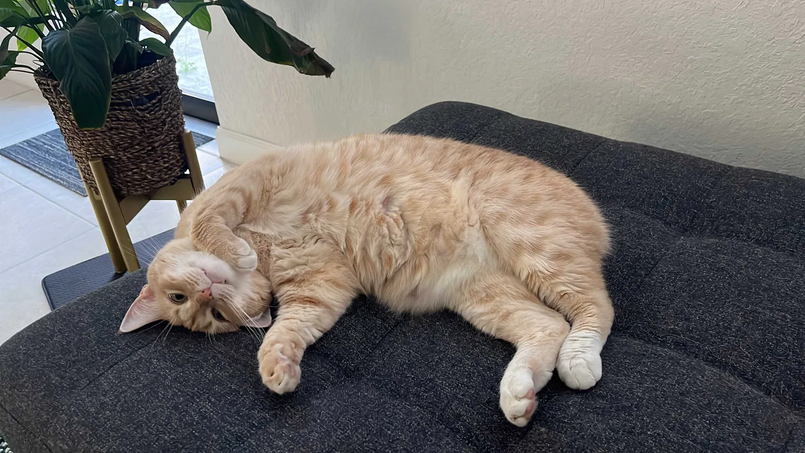 Lost cat in Hialeah, FL, 33018