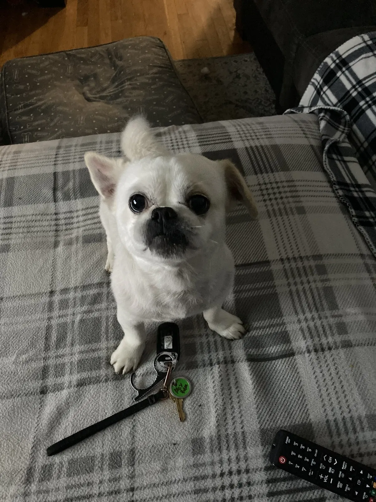 Lost dog in San Antonio, TX, 78228