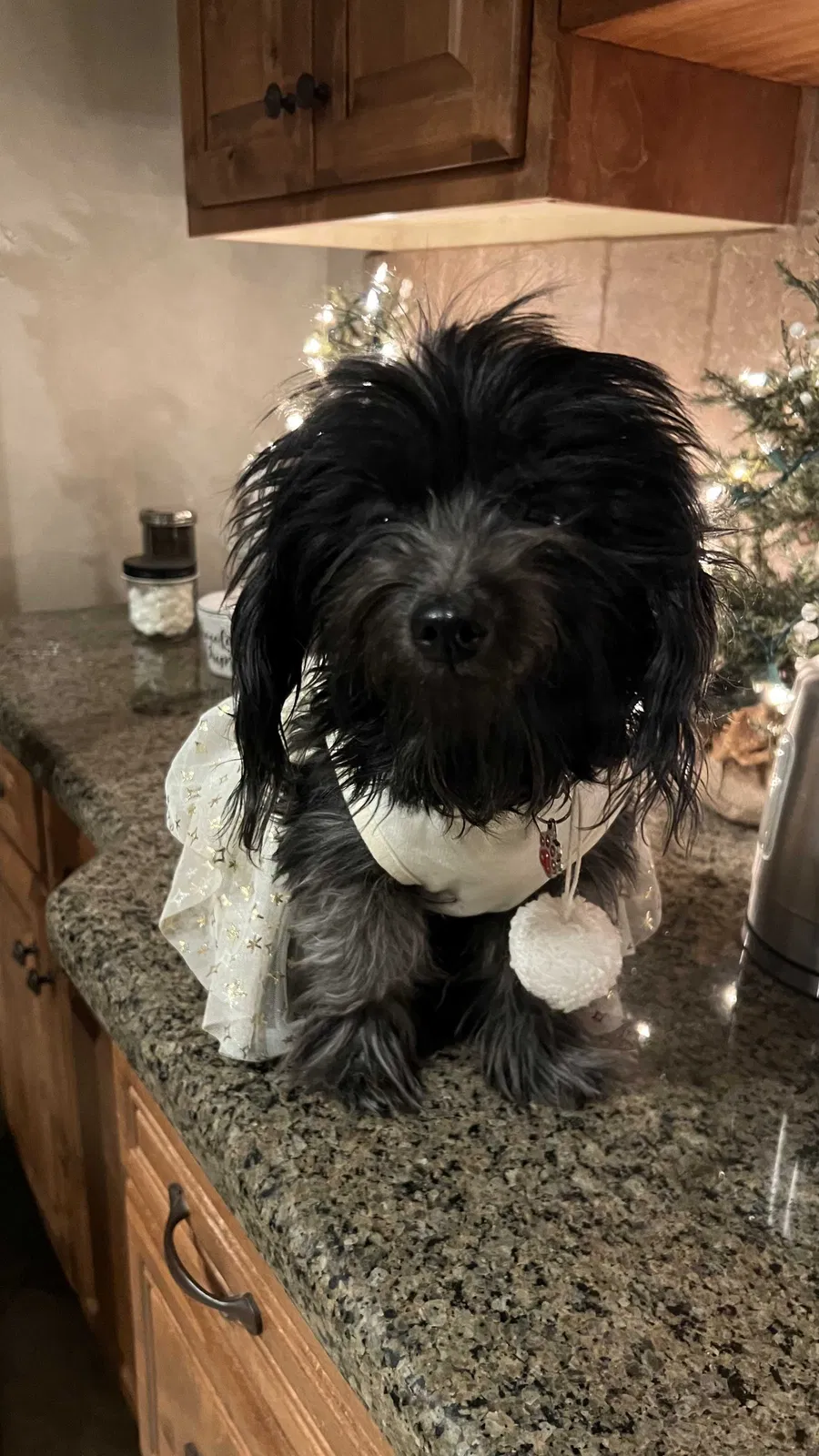 Lost dog in Peoria, AZ, 85383